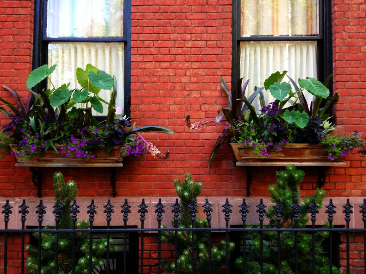 Window boxes on Commerce Street.
Ginger and I used to take this route during late night walks when Frank and I first started dating. He’d leave my apartment late at night and G and I would go for a long walk through the west village, listening to the...