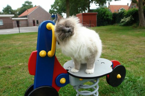 cat-government:so i took my cat to the playground
