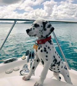 aww-so-pretty:  I love the Dalmatians