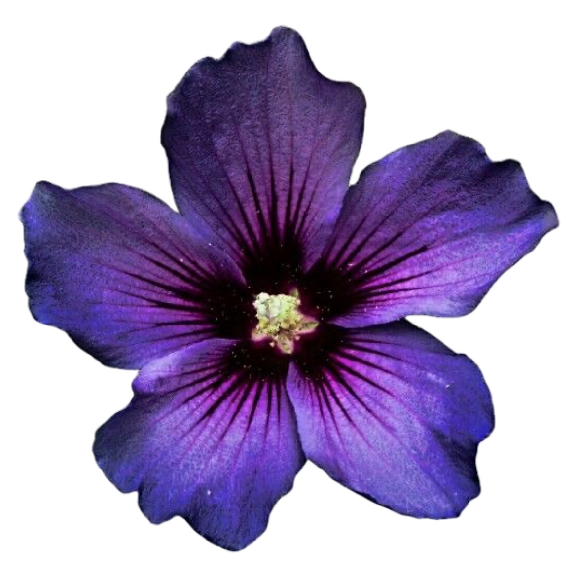 purple flower