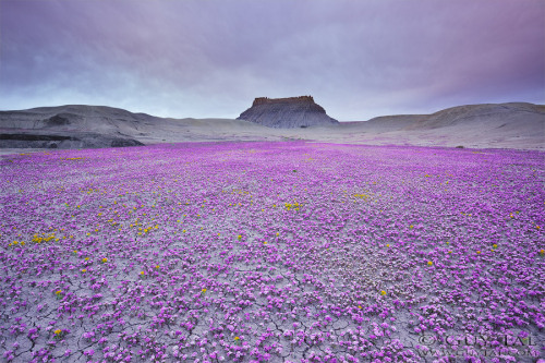 mysticplaces:   Between the cleft and the lip of the caldera, the whole side of the volcano was carpeted in flowers.  Even in the moonlight he could distinguish those bright colors- violets and blues, dark greens and lavender, bright reds and violent