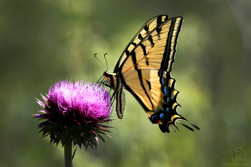  Photo from my walk earlier today.  A two-tailed swallowtail (Papilio multicaudata). 