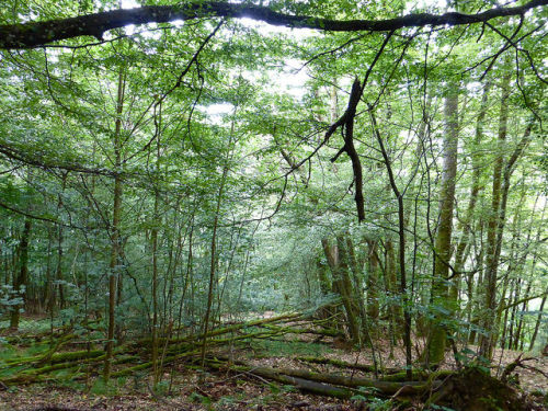 Forêt de Buhl / Alsace / 29 juin 2014 by leonmul68 on Flickr.