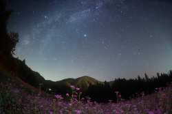 90377:  Autumn buckwheat galaxy by masahiro miyasaka on Flickr.