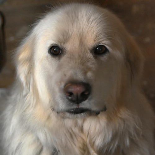 Perhaps a better photo of Bella. #dogsofinstagram #lgd #dogswithjobs #pyreneesofinstagram  w