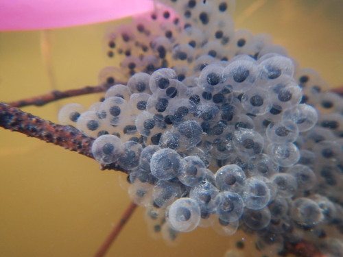 toadschooled:Egg masses of the threatened California red-legged frog [Rana draytonii], a species whi