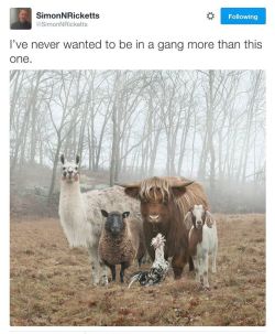 cats-wanted:  postapocalypticflimflam:  bonelessnerd:  bogleech:  Would the chicken be the leader or the violent loose cannon who wants to be the leader but grudgingly knows goat is better suited to the role  I live on a farm and can confirm- Goat is