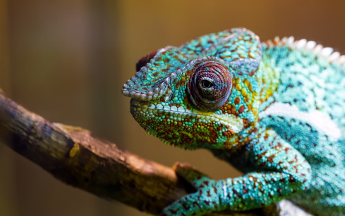 nemotes:  Chameleons are super cool, just in case you didn’t know yet.