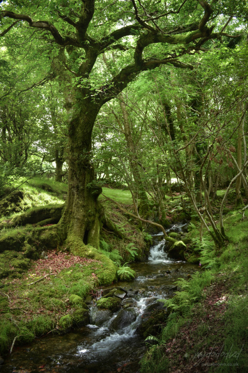 mydododied:On the way to Penrhyn-gwyn