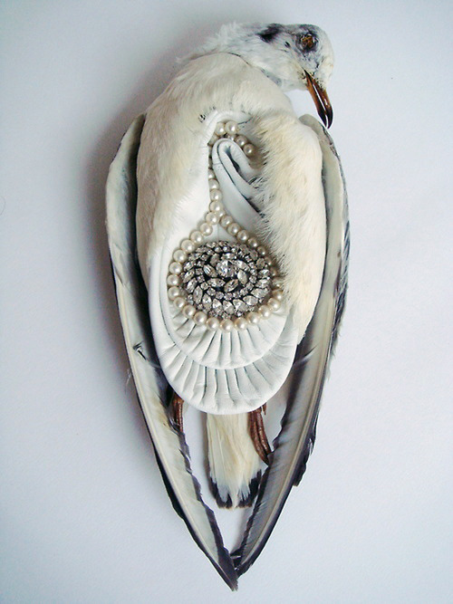 likeafieldmouse: Jane Howarth - The Ladies (2012) - A collection of 1930s taxidermy sea birds and j