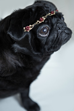 handsomedogs:  my pug Bambi looking fabulous (photographed by me)