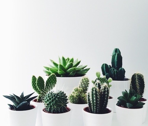 welovecactus:Cacti.