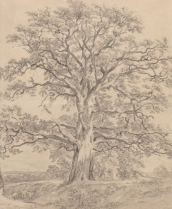  A Great Oak Tree, ca. 1801, Washington 