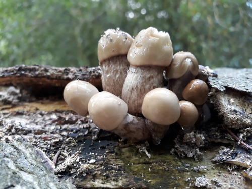 Barnet, London, UK, September 2018Porcelain mushroom (Oudemansiella mucida)This is a late find, as t