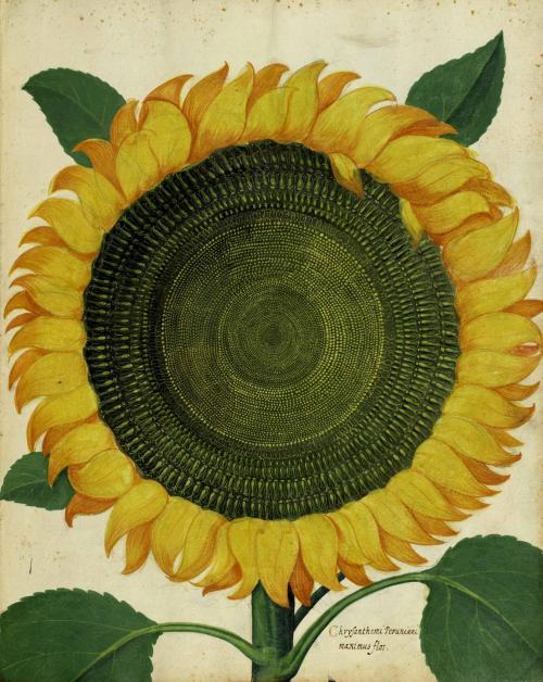 electripipedream:  Ulisse Aldrovandi(1522-1605)  