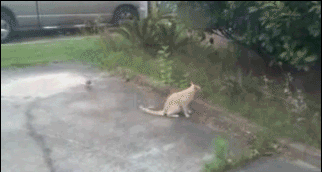 whoagifs:  this is what you’ll get when you mess with a cat!