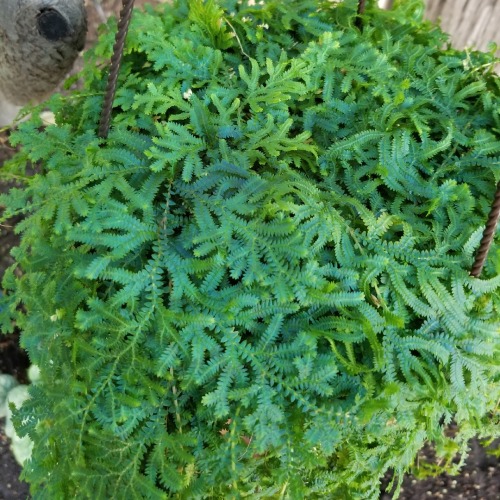 Selaginella uncinata, the blue spikemoss,peacock moss, rainbow moss