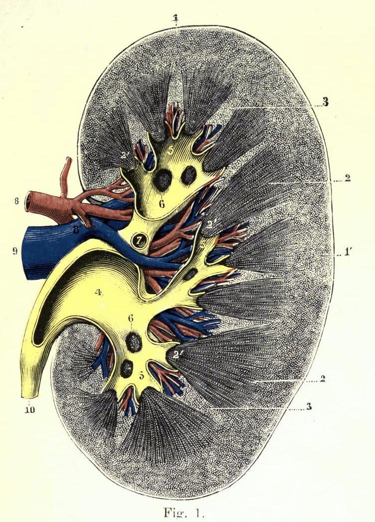 biomedicalephemera:  Anatomy and Position of the Kidney in the body The kidney is