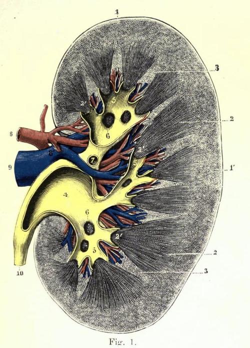 biomedicalephemera:Anatomy and Position of the Kidney in the bodyThe kidney is a fascinating and und