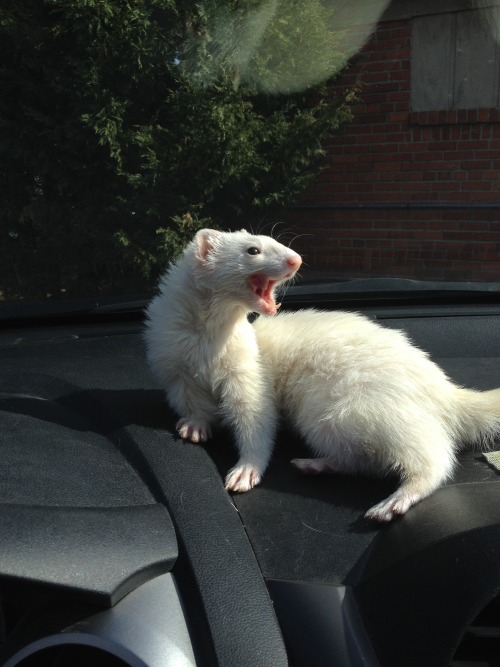 spookytheferret:  Spooky’s favorite place porn pictures