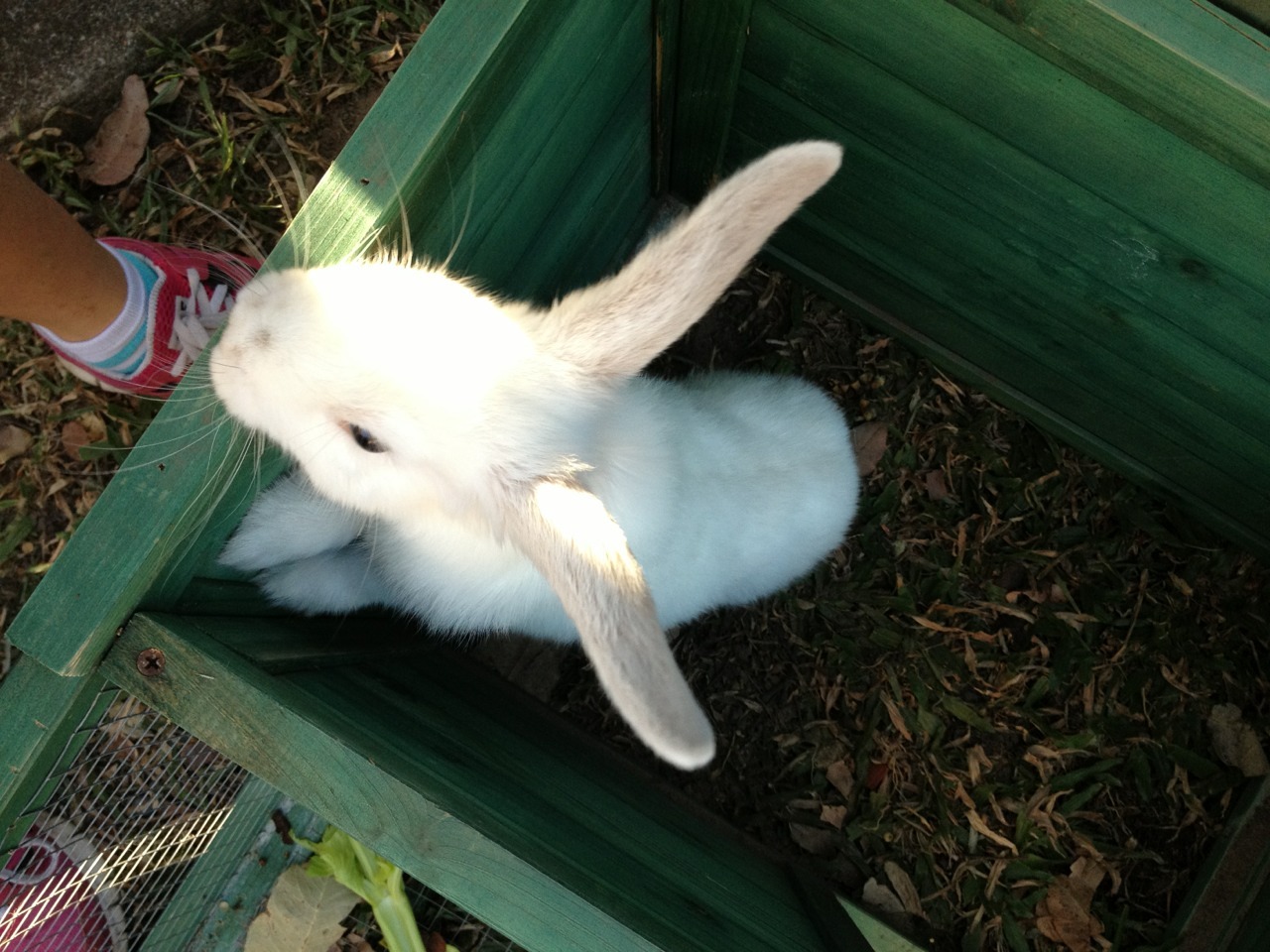 happylittleveganmite:  Hi baby