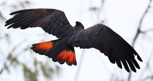 perfect-plumage: Red-tailed Black-Cockatoo (Calyptorhynchus banksii) © Tony Ashton