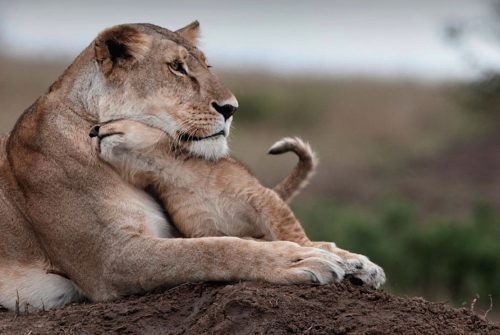 nubbsgalore: female lions are the predominant caregivers to their young, and will nurse not only the