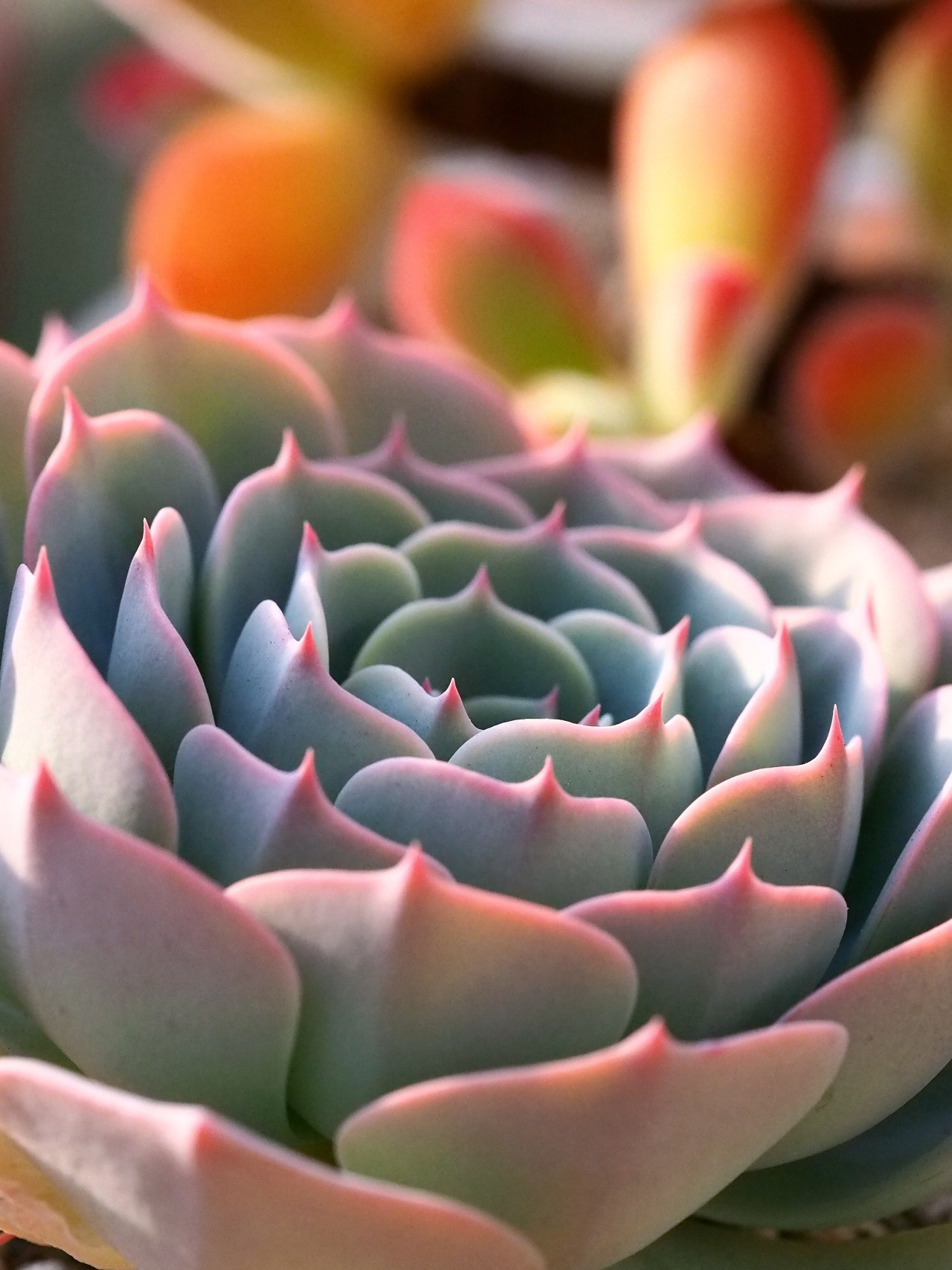 markunsan:  succulents