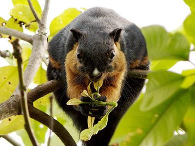 cool-critters:  Black giant squirrel (Ratufa bicolor) The black giant squirrel is