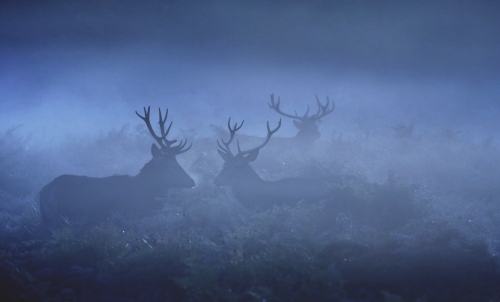 stereoscape:  nubbsgalore:  late autumn, early morning in england’s richmond park. photos by dan kitwood and mark bridger (previously featured)  @reshopgoufa 