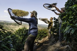 bobbycaputo:    This Is Where Your Coffee Comes From  A cup of coffee prepared quickly and consumed on the go may seem like one of life’s simplest pleasures. But the journey from bean to barista is not an easy one; it involves hundreds of people and