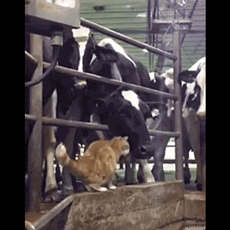 thenatsdorf:Cat and cow are best friends. [full video]