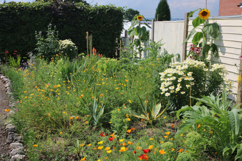 agavex-photography: Herbaceous Border 1, early August 2019.