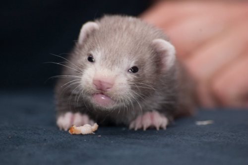 thattroikidd:  Oui?  Re posting because how cute is Macaroni?  <3 <3 <3