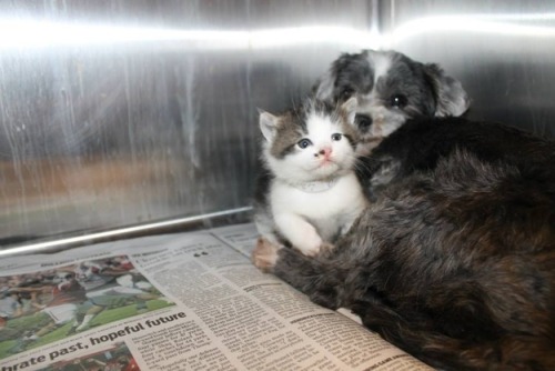 thefrogman:  Dog Finds A Tiny Kitten, Risks Everything To Save Her Animal control officers in Anderson, S.C., thought that a barking shih tzu was stuck in a ravine. Turns out, she was there nursing and protecting a tiny abandoned kitten she had found.