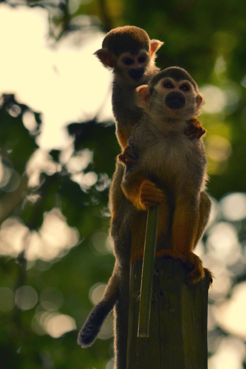 Squirrel Monkey (and baby)