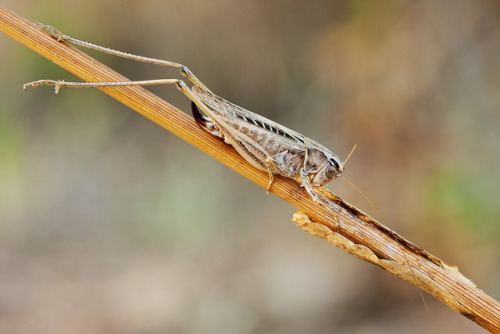 I&rsquo;m just doing some stretchingThis Tessellana tessellata, common named  brown-spotted