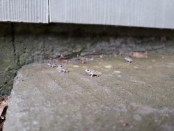 bunjywunjy: iguanamouth: ghostinbone submitted: there was a gang meetup on my porch in the rain this evening behold, my army 