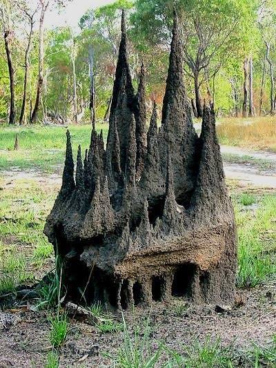 kaijutegu:loathsome:ghostowlattic:A “cathedral mound” created by termites@apocrypals