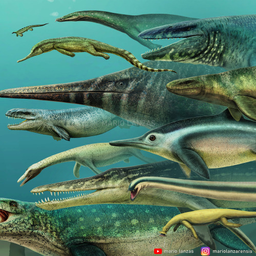 mariolanzas:MARINE REPTILES OF THE MESOZOICSome of the taxa featured in my Youtube video about aquat