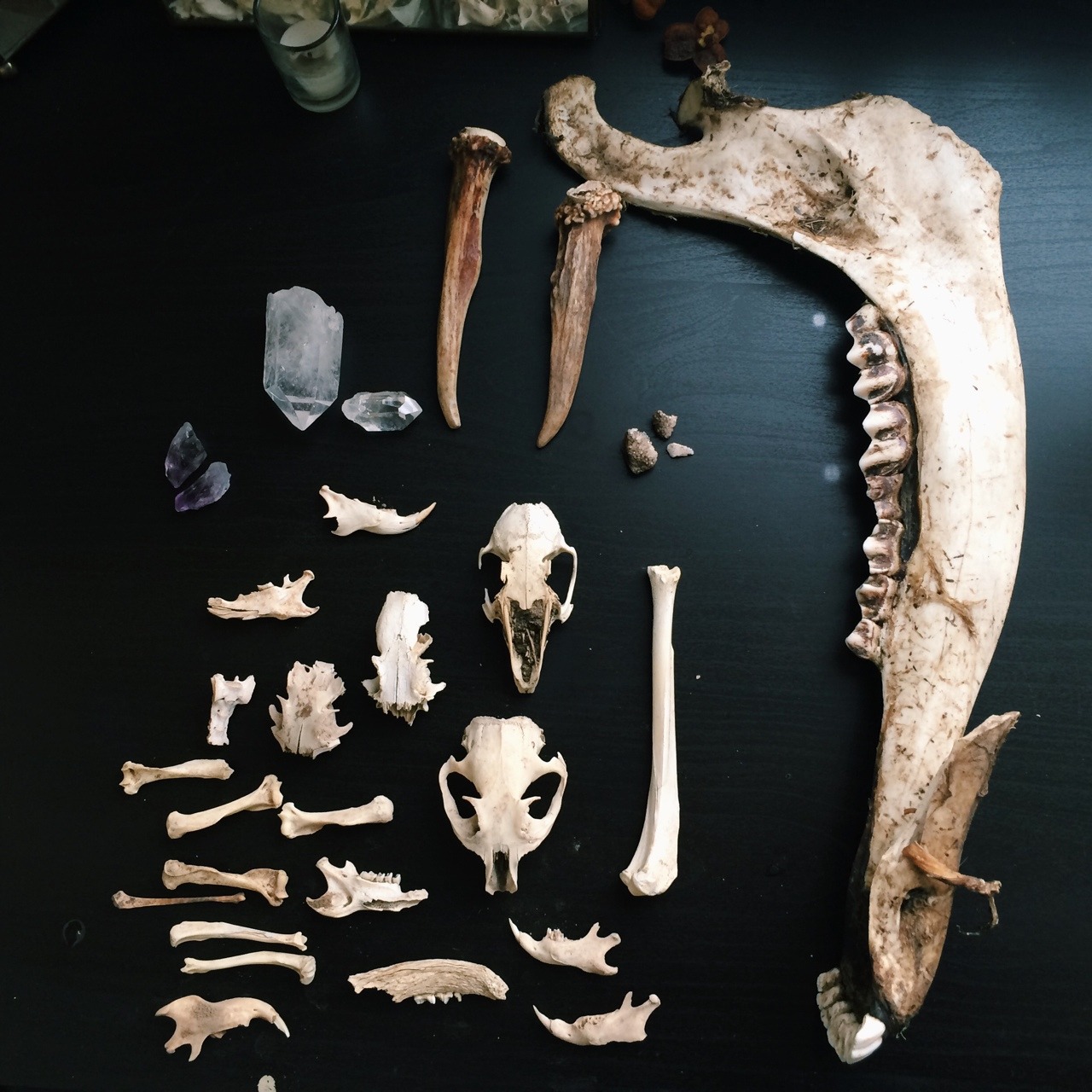 earthandbone:  Part of the loot from the road trip.