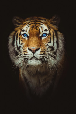 captvinvanity:    Eye of the Tiger   | Photographer