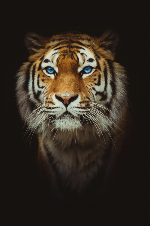 Sex captvinvanity:    Eye of the Tiger   | Photographer pictures