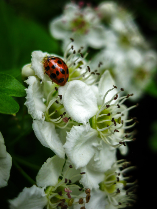 photoencounters: Ladybug wanderings. Photos by Amber Maitrejean