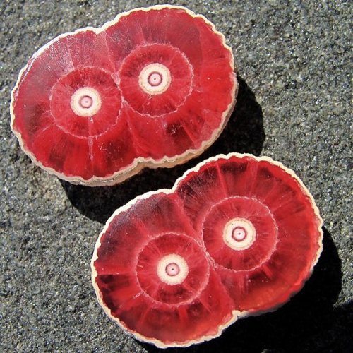 geologyin-blog:Rhodochrosite stalactite from Capillitas Mine Catamarca, Argentina #Rhodochrosite #Mi