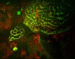 natureisthegreatestartist:  A turtle that glows in the dark? Could such a thing be possible? Yes indeed, say scientists. A biofluorescent turtle has been discovered near the South Pacific’s Solomon Islands. Freaky and fabulous, right? 