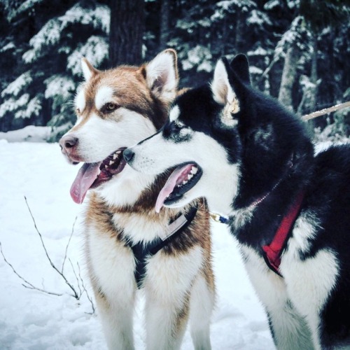 handsomedogs:My best boys, Atlas (red) and Ares (black). Both Alaskan Malamutes who love to work!