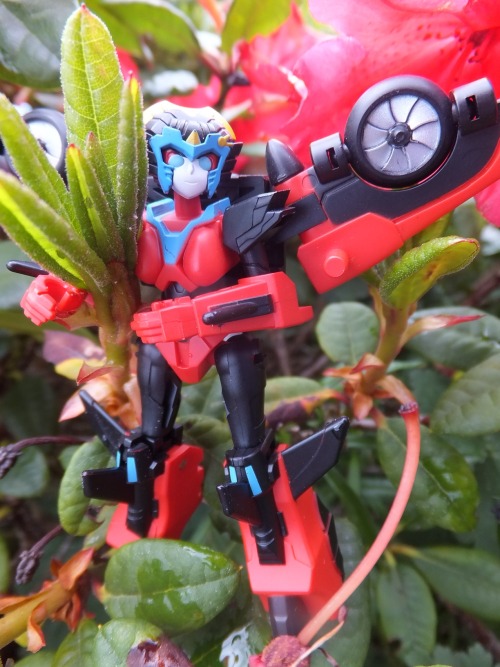 fallyn-r2m: Iron Factory Windblade. They’re amazing, hun. She’s such a great addition an