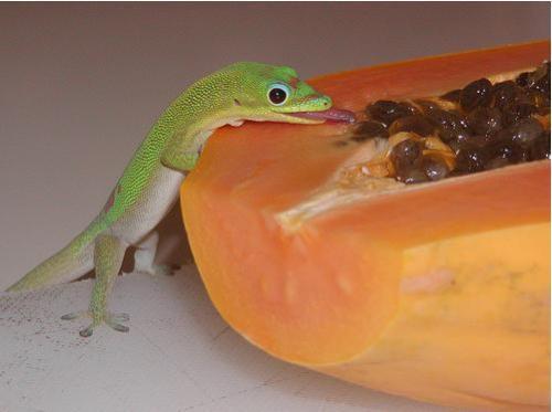krokodile:things that i love: day geckos licking things