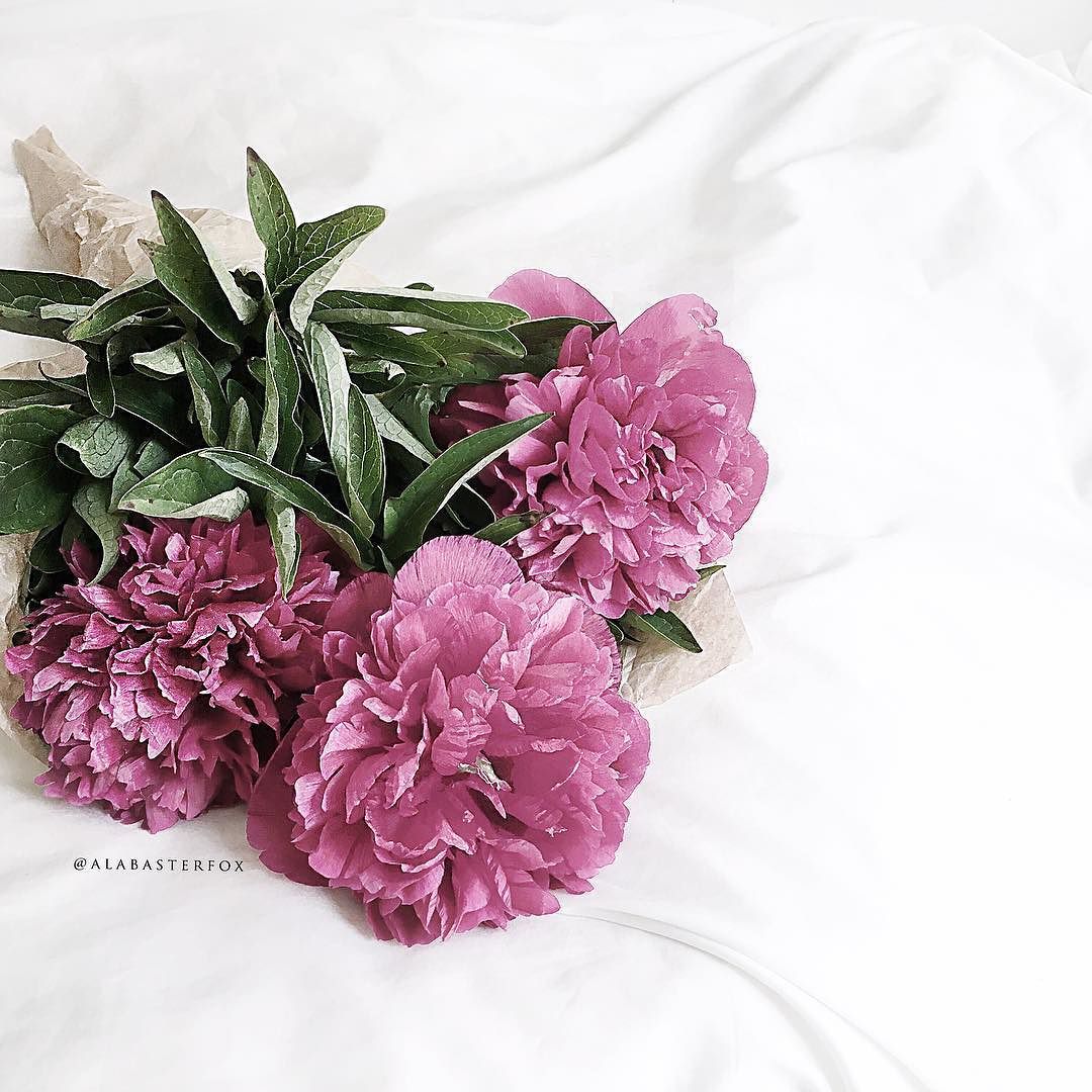 theiconcreative:  Peonies are always a good idea 😌💕 by alabasterfox http://ift.tt/1sPrTOf